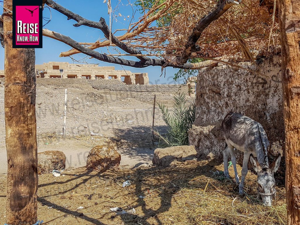 Ein Esel steht an einer Lehmziegelmauer, im Hintergrund das Ramesseum in Theben West